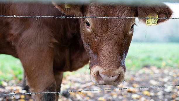 istock Brown Cow Behind Barbed Wire Fence 2190830786