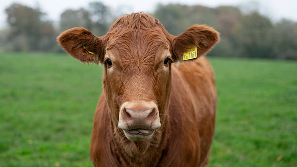 istock Front-Facing view of a Brown Cow in Green Pasture 2190830799