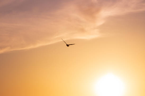 istock Seagull flying over the sun in the sunset 2190833028