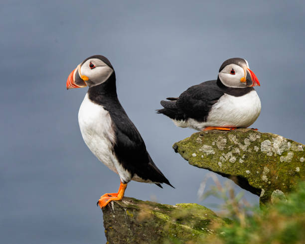 istock Puffins on a Mossy Rock by the Ocean 2190833041