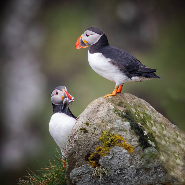 istock Colorful Puffins Eating Fish on a Rock 2190833090