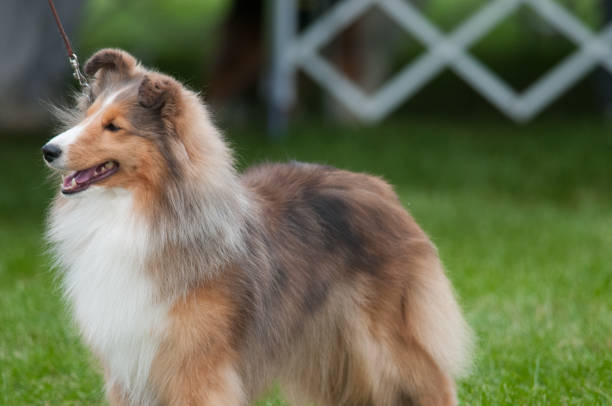 istock Shetland Sheepdog standing in profile view 2190833144