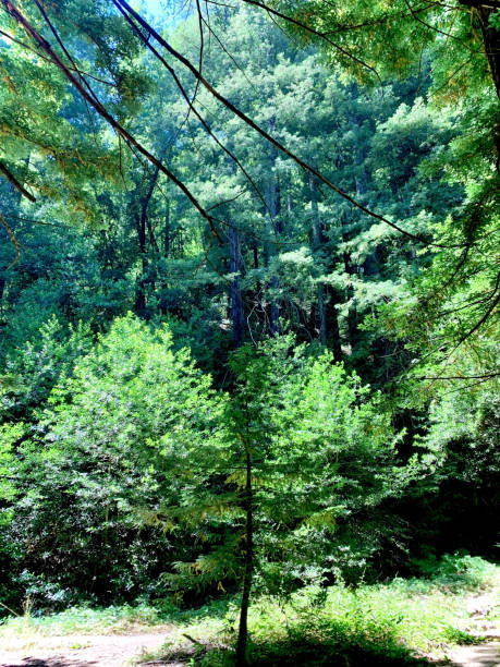 istock Sunlit forest with lush greenery and towering trees 2190833928