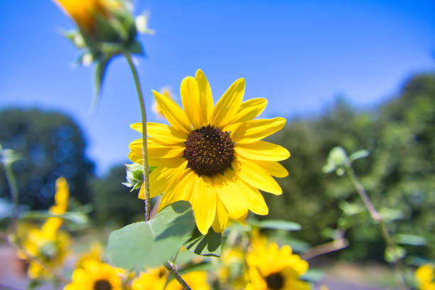 August summer sky and vibrant yellow sunflowers