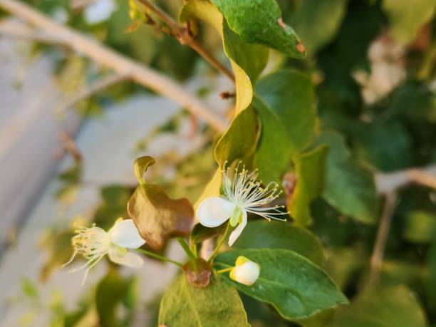 istock From Bud to Pitanga Flower: A Delicate Transition, Lifecycle in the Pitangueira, The Evolution from Pitanga Bud to Flower, Pitanga Bud and Its Transformation into a Flower 2190838321