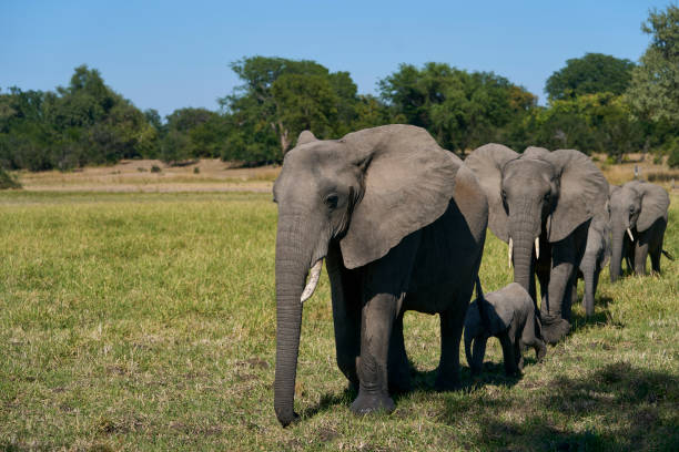 istock African Elephant in South Luangwa National Park 2190838392