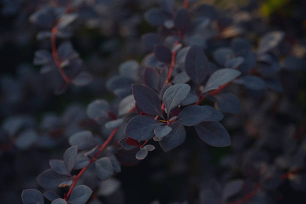 istock Dark blue leaves with red stems in a close-up view, showcasing textures and depth. 2190840323