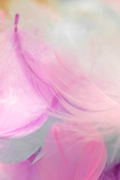 istock feather wallpaper. Soft Pink and White Feather Texture.Delicate Pink Feather.Pink, purple and blue feathers light background. Pink Feathers on a Pastel Background.Fluffy texture in pastel colors 2190840557