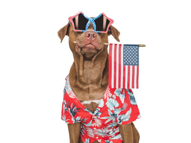 istock Charming brown dog, sunglasses and American Flag 2190841933
