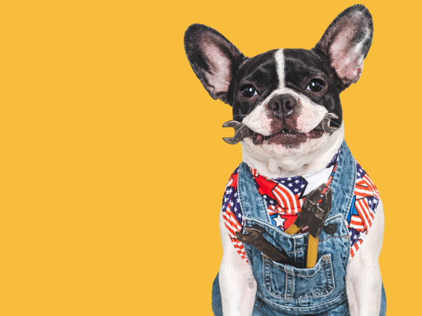 istock Charming puppy and denim overalls. Studio shot 2190841965