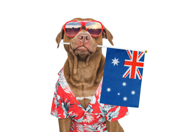 istock Charming, sweet brown dog and Australian Flag 2190841974