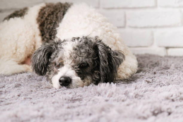 istock cute mixed breed terrier dog sitting on fluffy gray rug at home, white brick wall background 2190843454