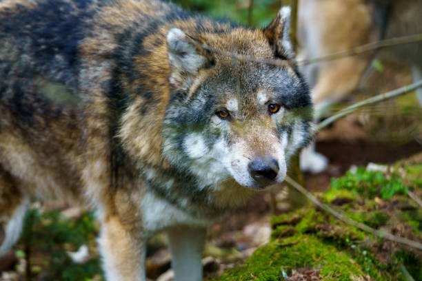istock Portrait of a grey wolf (Canis lupus) 2190844405