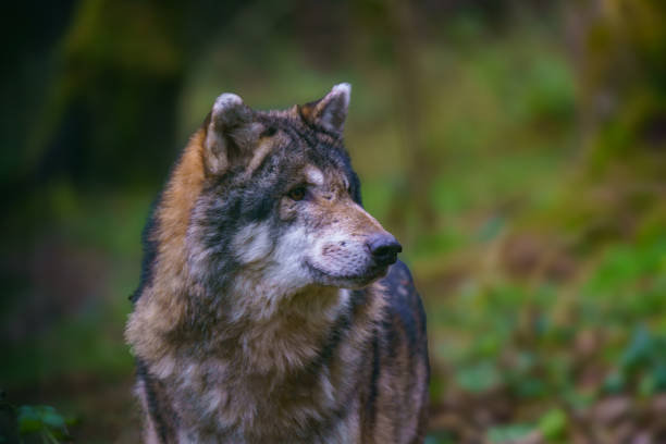 Portrait of a grey wolf (Canis lupus)
