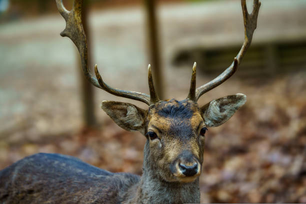 Portrait of a brown roe deer (Capreolus capreolus) with horns. Blurred background with dry leaves on the ground, autumn day in a wildlife park