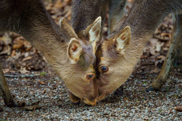 A baby wild deer with his mother doe in a spring park among melting snow and trees in search of food