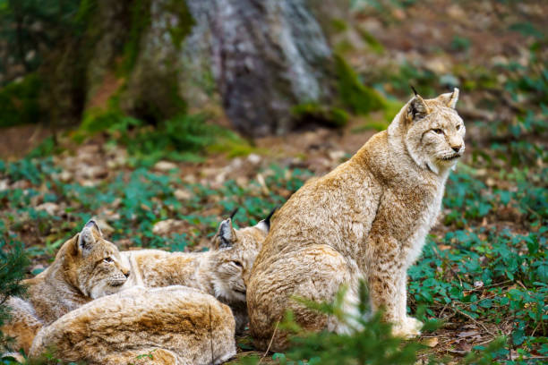 istock A female lynx sits next to her sleeping cubs. Forest landscape in the background 2190844539