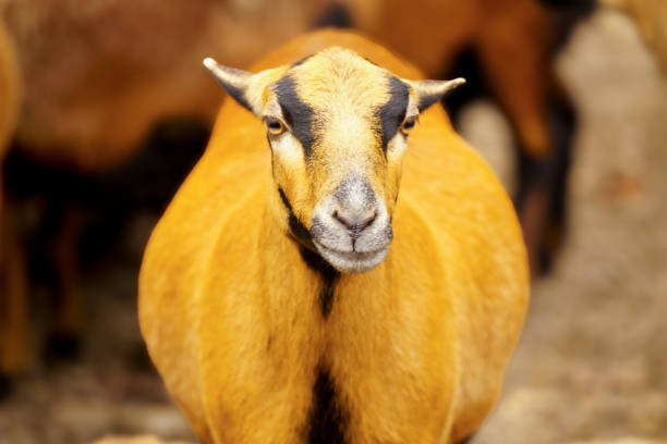 istock A Cameroon sheep, a breed of domestic sheep (Ovis gmelini aries) 2190844594