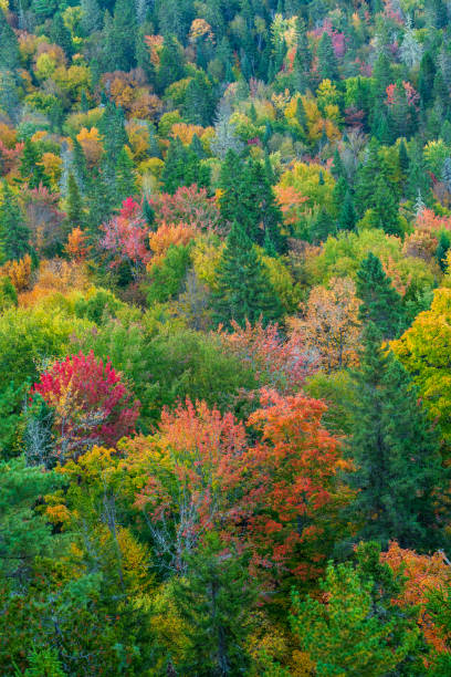 Fall colors in La Mauricie National Park, Quebec, Canada