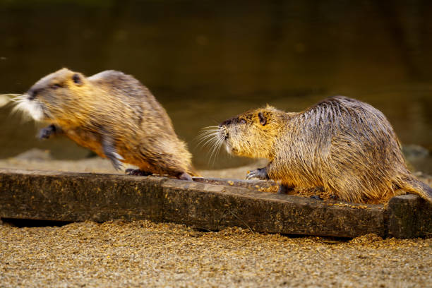 Swimming upstream, a beaver drags a willow branch to his lodge in the South Platte River in Waterton Canyon, Littleton, Colorado.