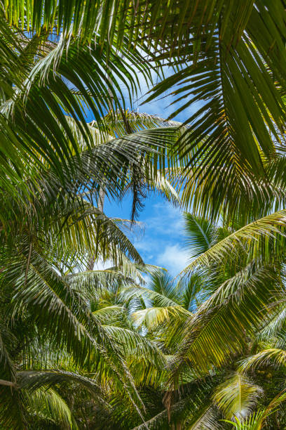 istock Hiking Through The Jungle At Grand Anse 2190845942