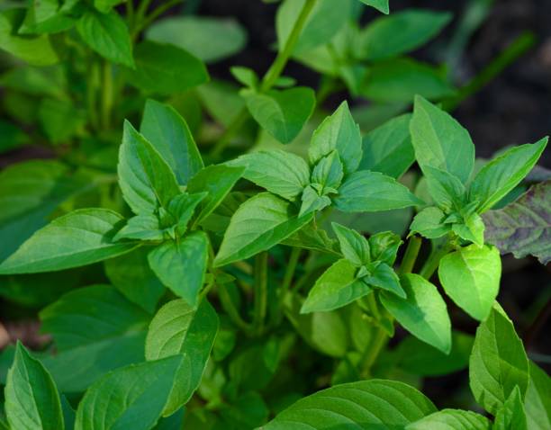 istock Green basil in the garden. Close-up 2190845999