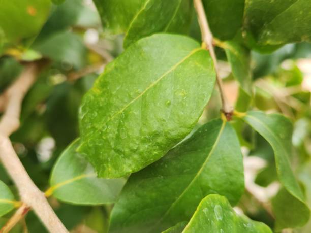 istock Pitanga Leaf, The Glossy Texture of Pitanga Leaves, Structure and Vitality, An Essential Element of the Plant 2190846348