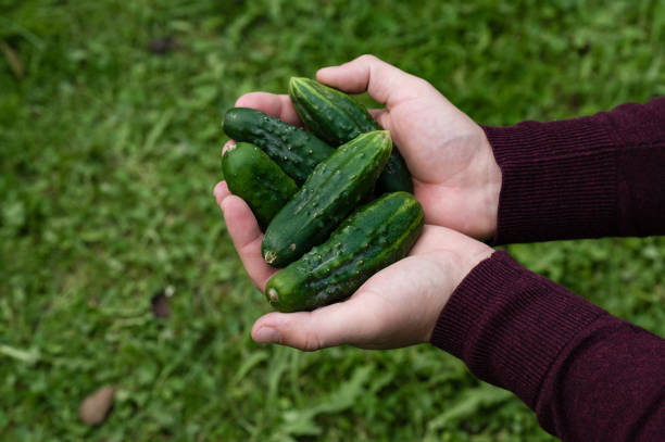 A close-up of hands cupping a handful of freshly harvested, green cucumbers. The background features a blurred patch of green grass, emphasizing the focus on the just-picked produce.