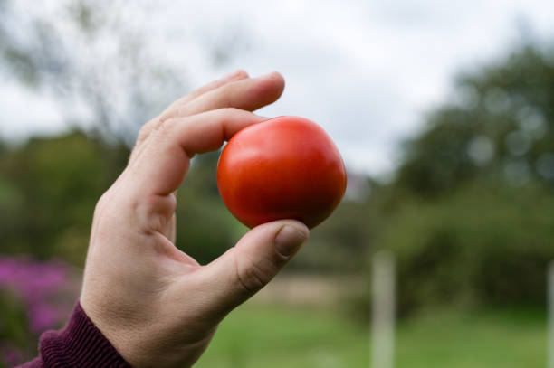 A close-up of a hand gently holding a freshly picked, vibrant red tomato. The blurred background hints at a garden or outdoor setting.