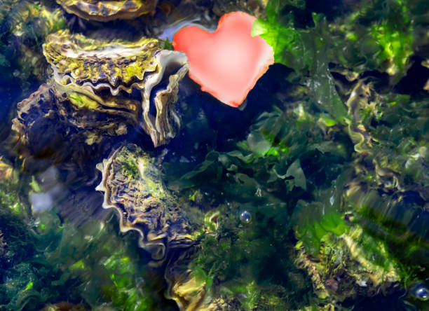 The shells on the seabed among seaweed