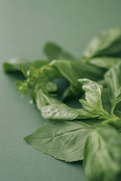 Fresh basil leaf isolated on white background