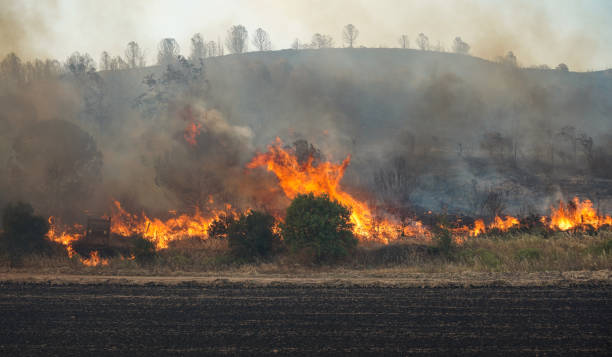 istock Forest Fire in Gallipoli, Canakkale, Turkiye 2190851632