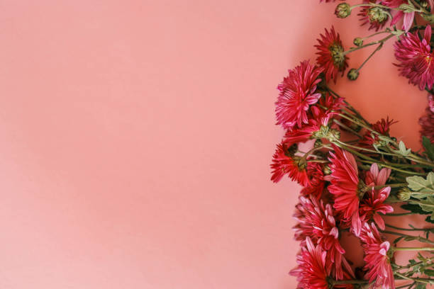 istock Red chrysanthemums arranged against a soft pink background, creating a vibrant and elegant floral composition perfect for seasonal, romantic, or aesthetic themes 2190851926