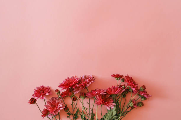 istock Red chrysanthemums arranged against a soft pink background, creating a vibrant and elegant floral composition perfect for seasonal, romantic, or aesthetic themes 2190851927