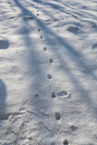 istock Animal tracks in the snow 2190853602