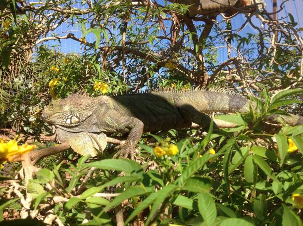 istock Iguana resting among vibrant foliage in sunlight 2190853680