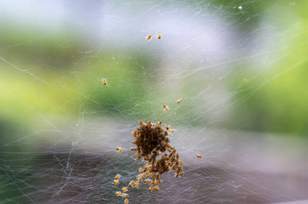 istock Lots of spider babies in the web 2190853758