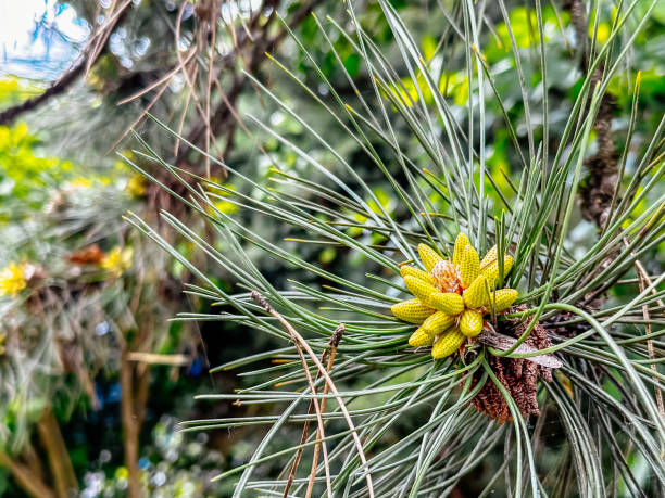 istock Tree with green leaves and a yellow flower 2190853772