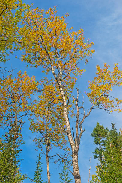 Autumn Leaves on a Birch Reaching to the Sky on the Gunflint Trail in Minnesota