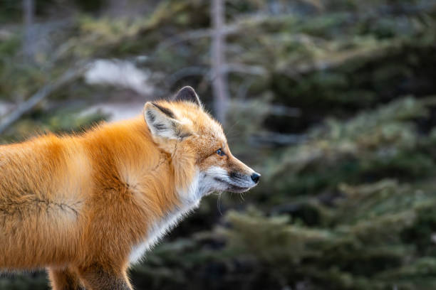 Red fox searching for food in a field partically covered in snow near Churchill Manitoba