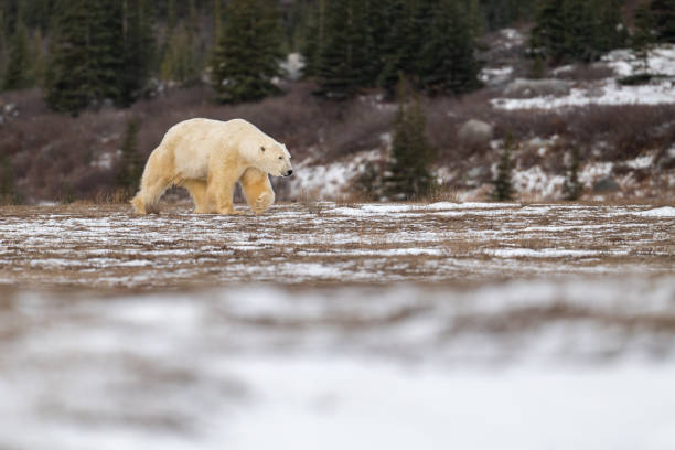 istock Polar bear walking through snow covered field 2190855369