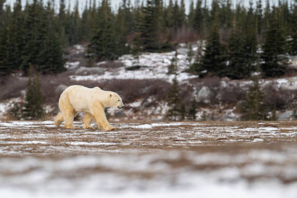 istock Polar bear walking through snow covered field 2190855374