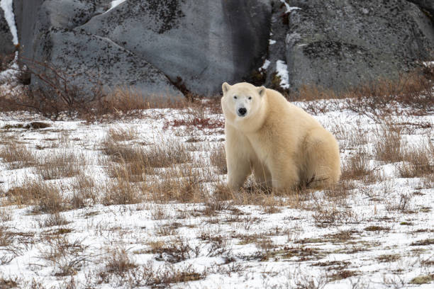istock Polar bear sitting on snow covered ground 2190855464