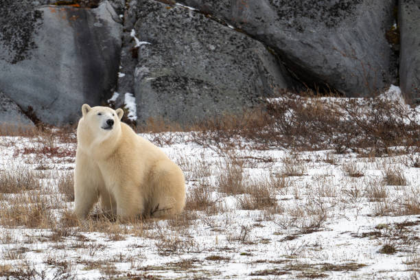 istock Polar bear sitting on snow covered ground 2190855469