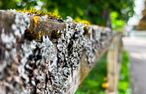Wooden fence with moss growing on it. The moss is green and yellow. The fence is on a street