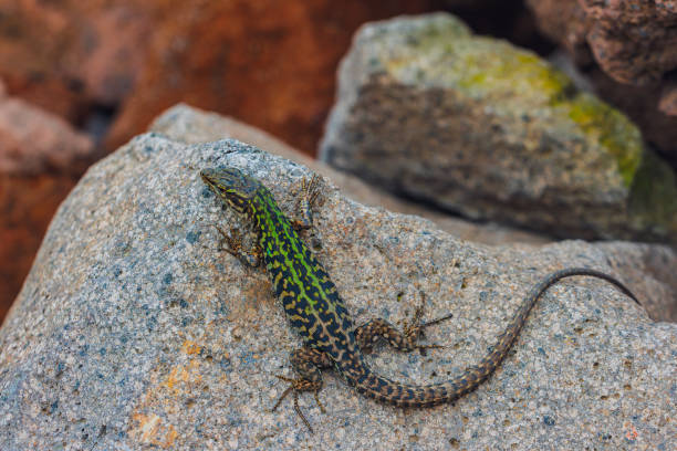 istock Italian wall lizard or ruin lizard - Podarcis siculus 2190855938