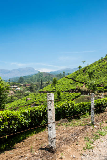 istock Tea Plantations at Munnar in Kerala, India 2190856012