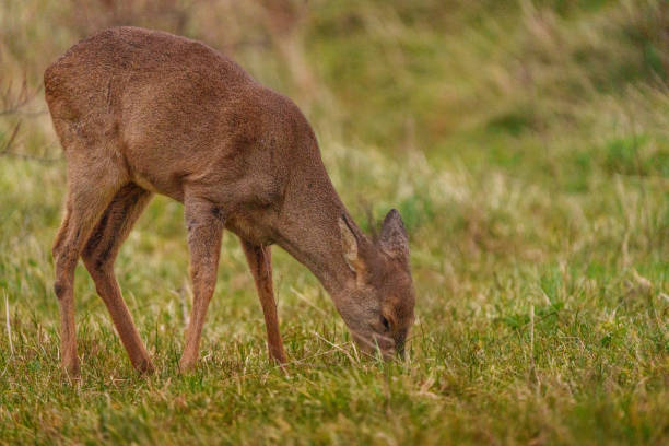 istock Young Roe Deer in Birch habitat during cold weather day 2190857768