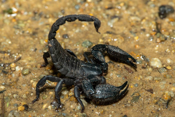 istock Cape docile scorpion (Opisthacanthus capensis), also known as a Cape creeper or black rock scorpion 2190858671
