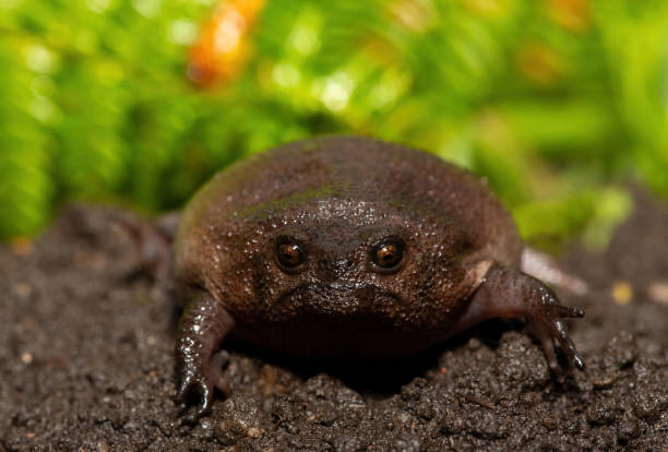 istock Plain rain frog (Breviceps fuscus), also known as a black rain frog or Tsitsikamma rain frog 2190859287